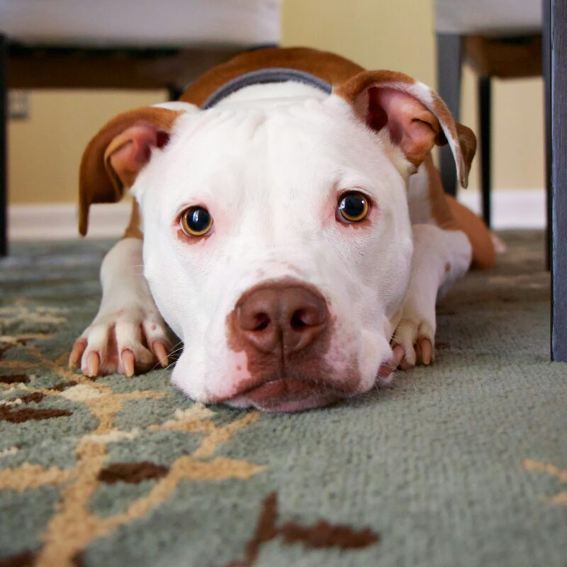 How to get pet urine smell out of rug