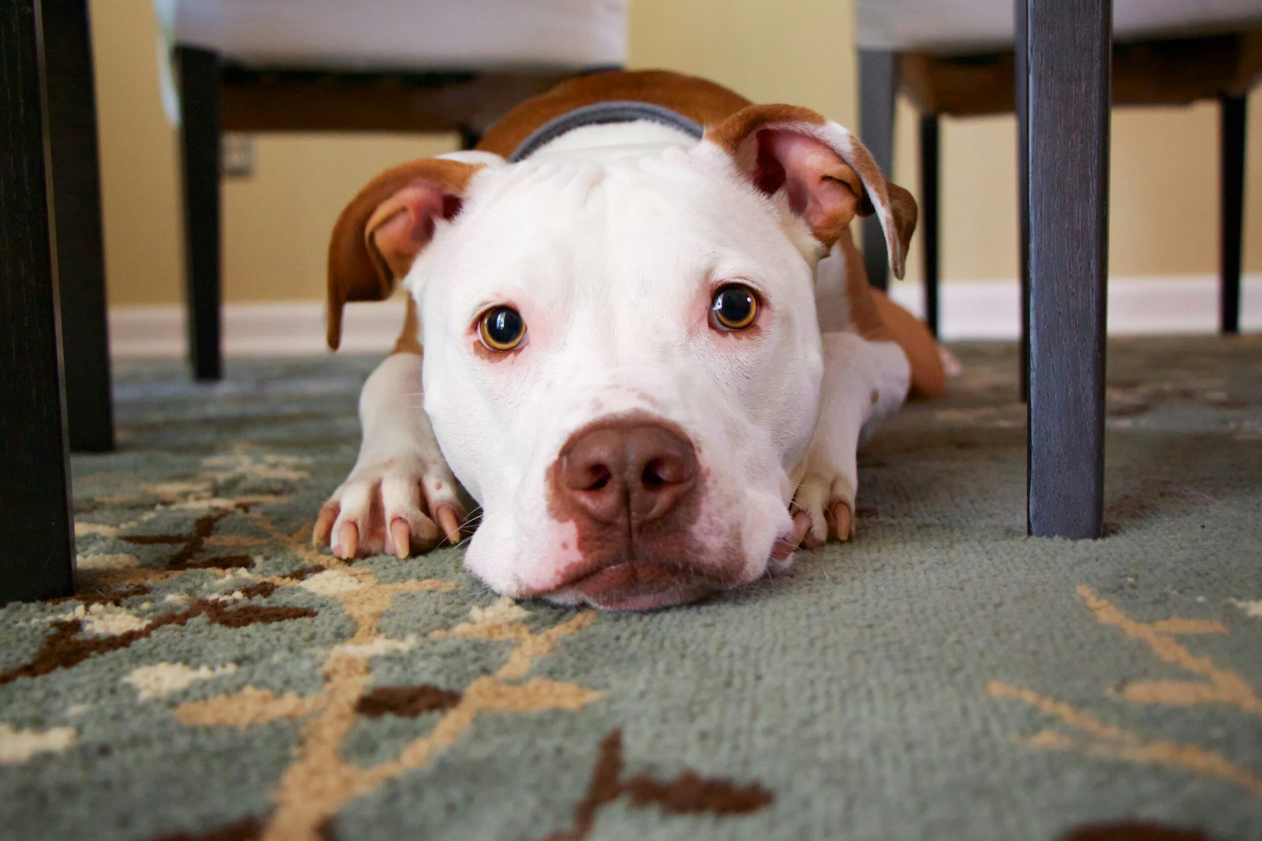 How to get pet urine smell out of rug
